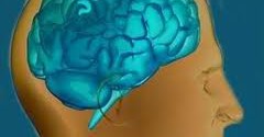 Ανακάλυψαν την περιοχή του εγκεφάλου που ελέγχει το άγχος