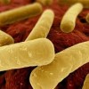 Clostridium difficile